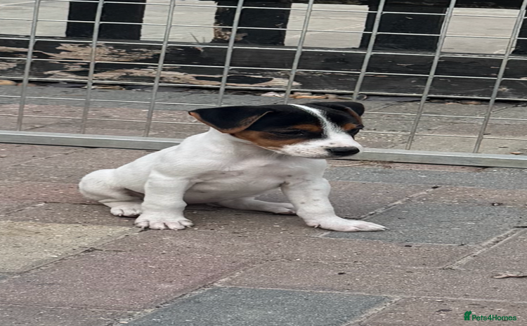 Jack Russell dogs - Advert 7