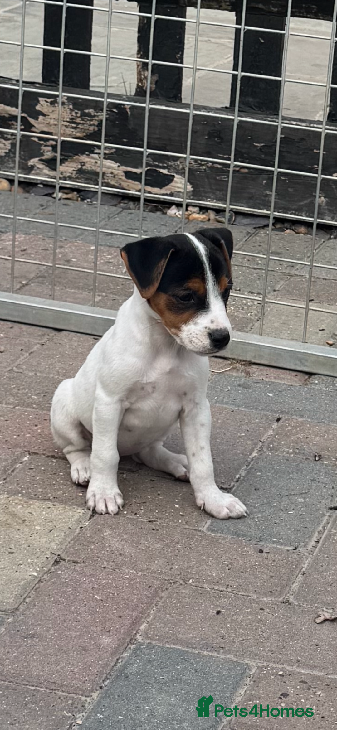Jack Russell dogs for sale: Quality pure Jack Russell pups  - Image 1