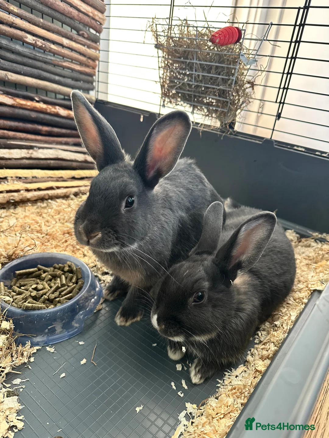 Mini Lop rabbits for sale: 2 X female DutchXMiniLop in Holt - Advert 2