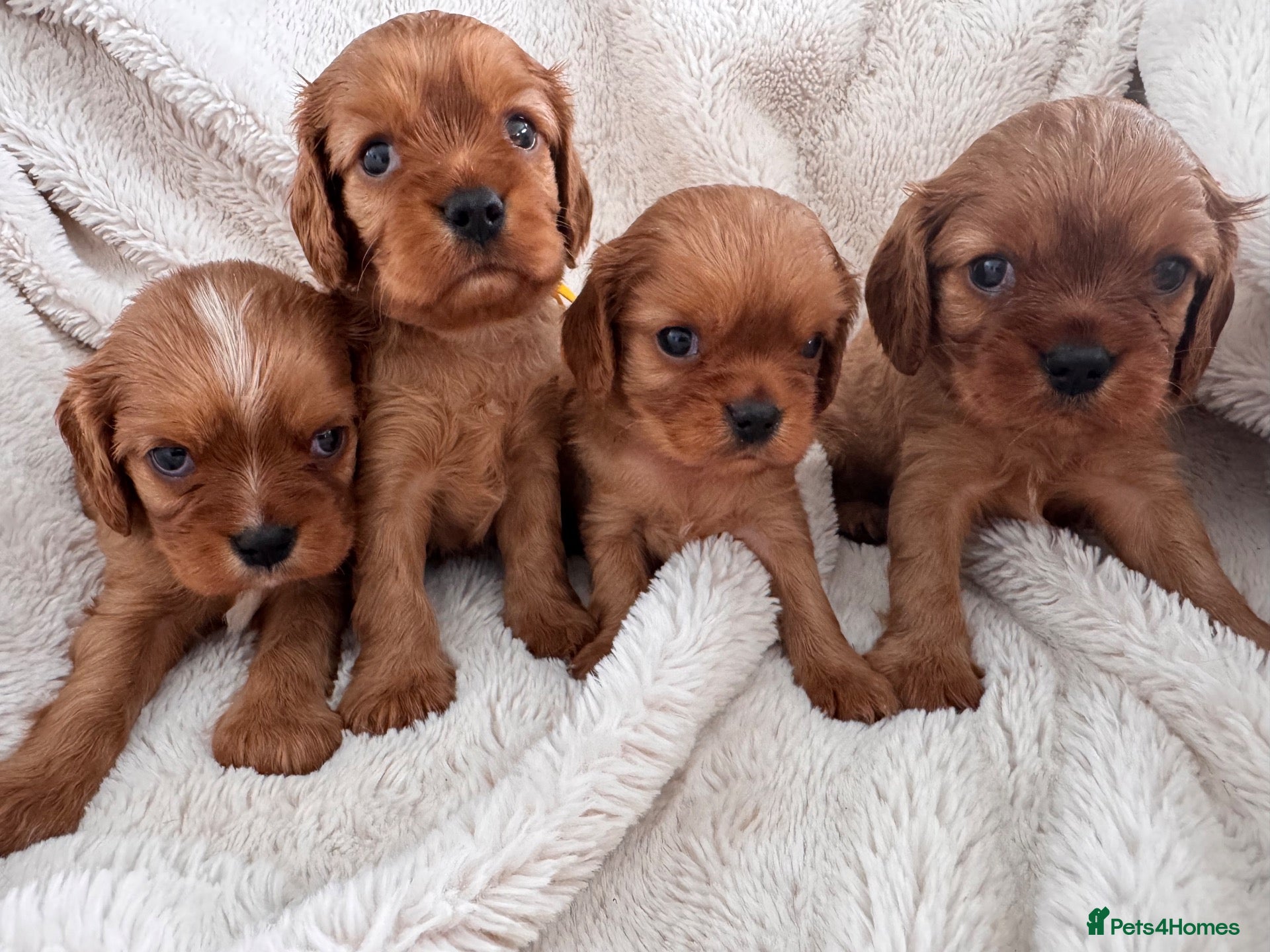 Cavalier King Charles Spaniel dogs Beautiful rubyKC boys health tested parents 😍🐶😍 - Advert 2