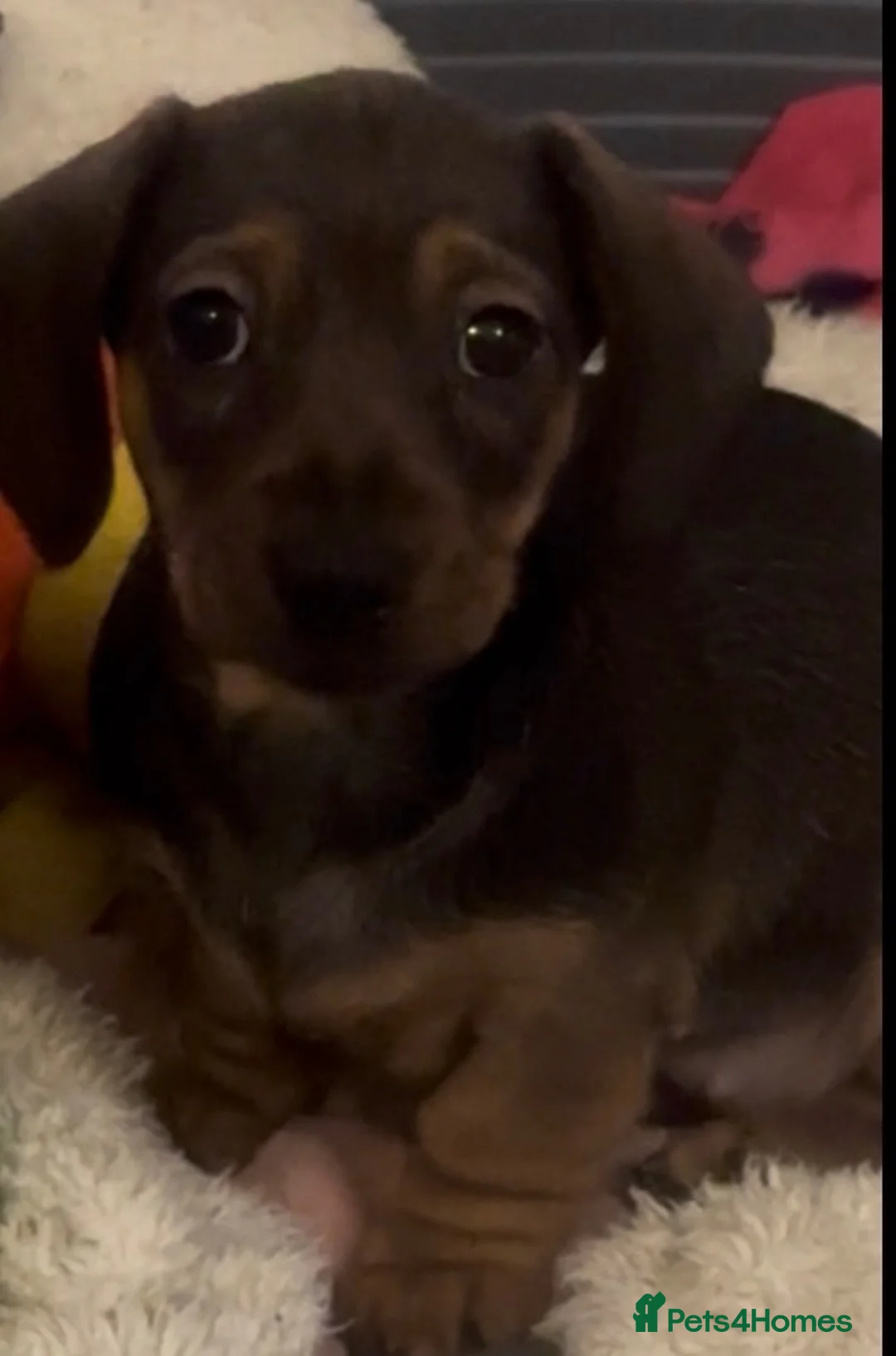 Miniature Dachshund dogs for sale: Beautiful KC Registered puppy bitch in Preston - Advert 2