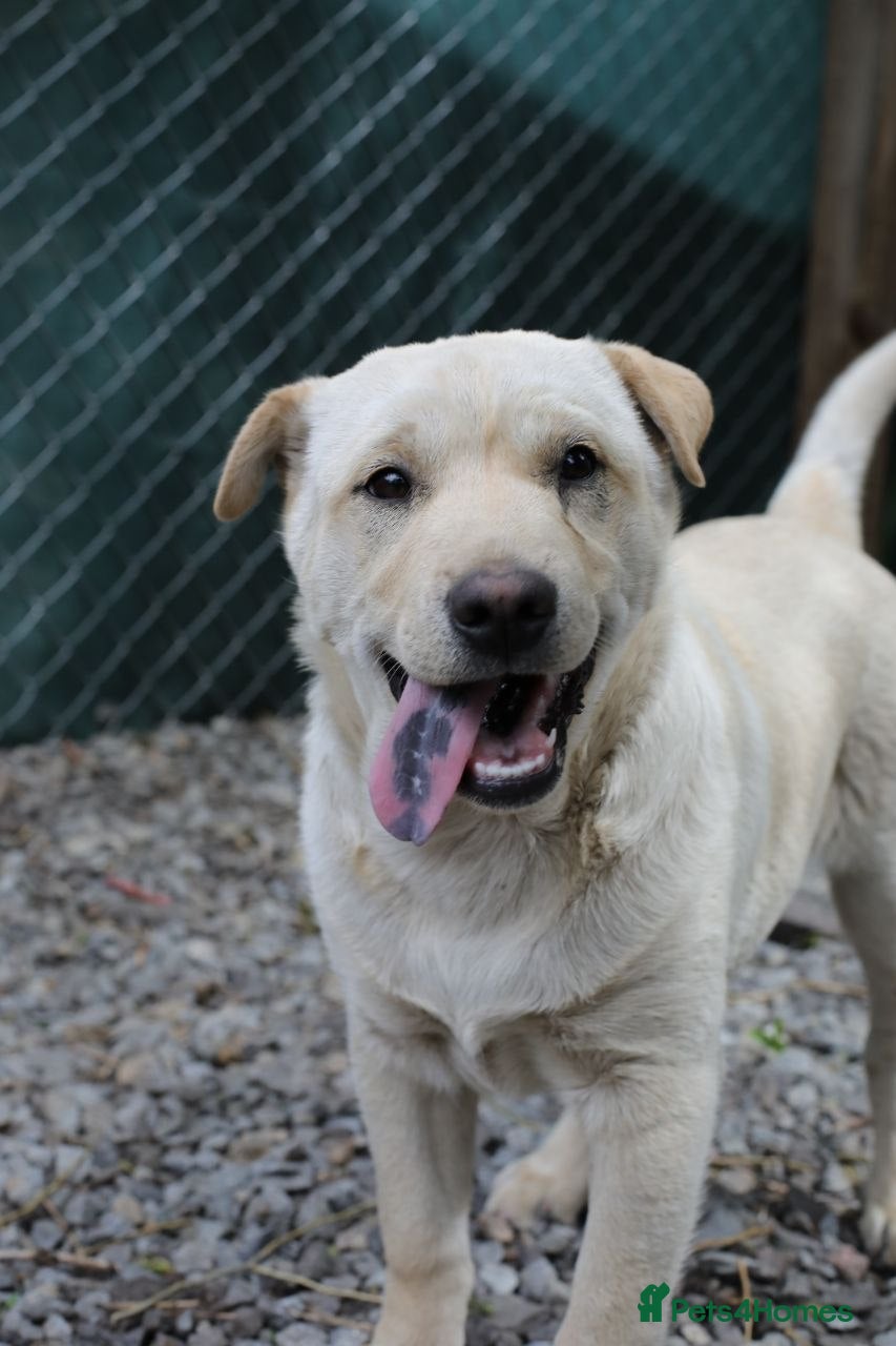 Mixed Breed dogs ❤️🐶 LAIMA – TOO SMART AND WELL BALANCED - Advert 15