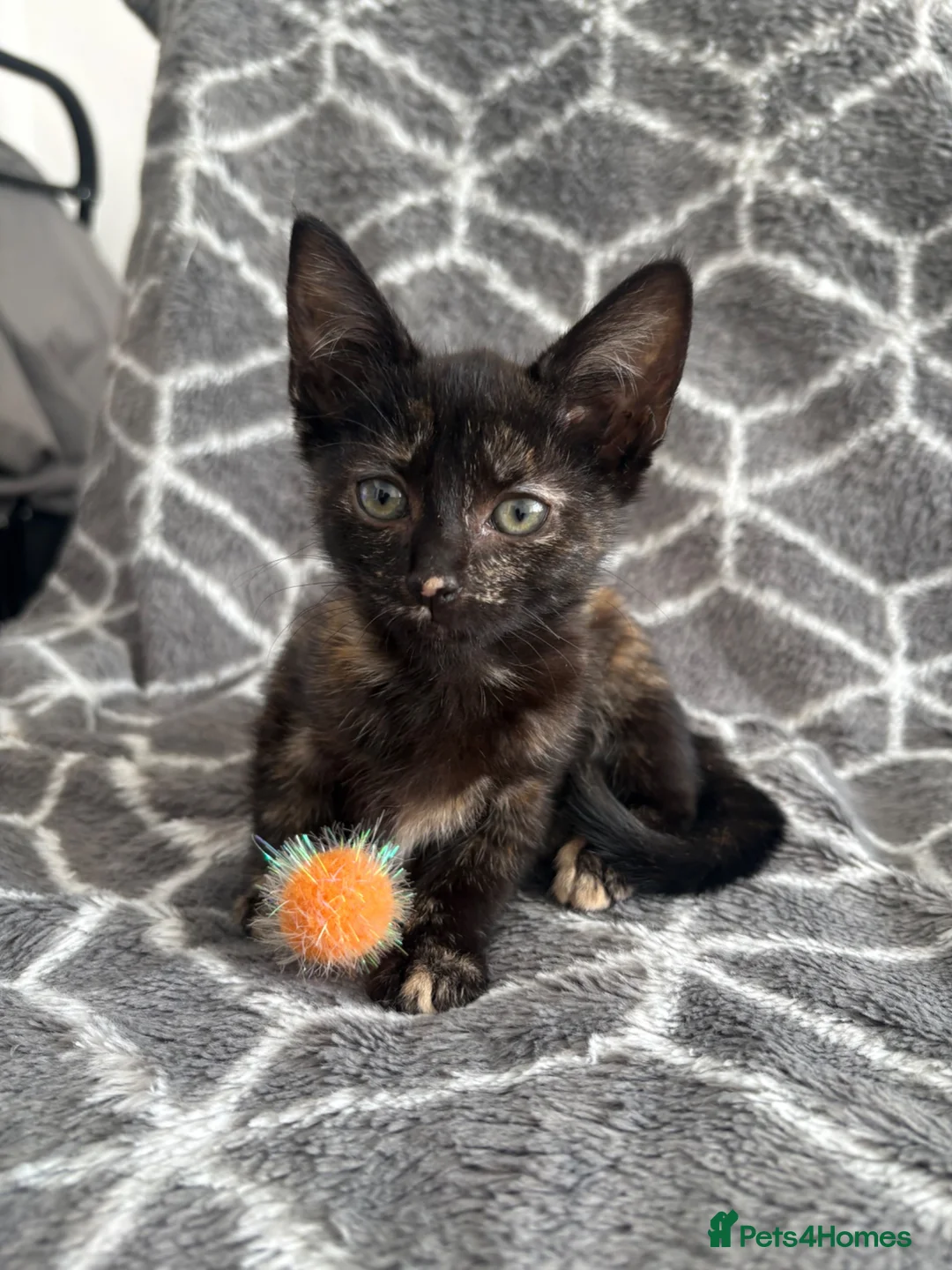 Mixed Breed cats for sale: Beautiful kitten ready to go 🐾 - Advert 2
