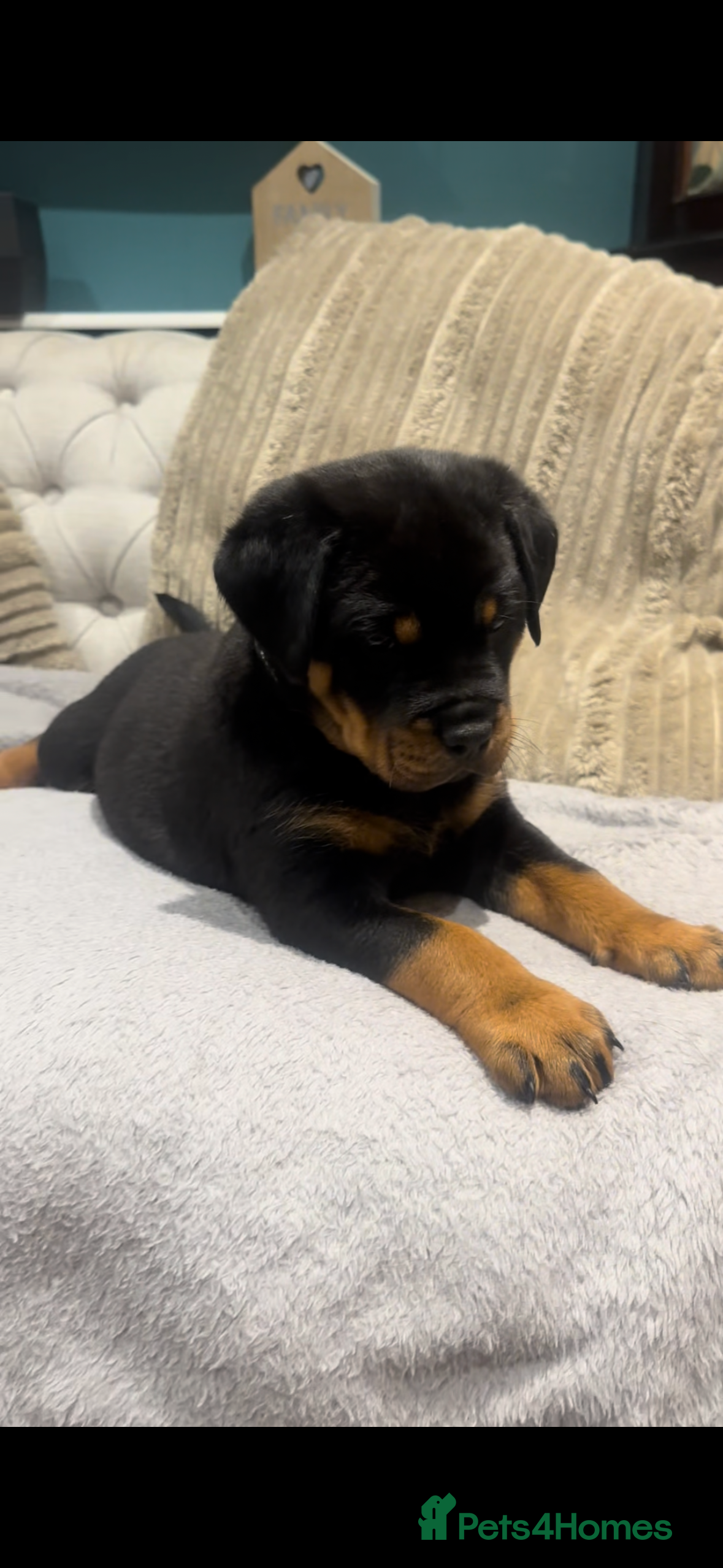 Rottweiler dogs 🥹 not available 😍 - Advert 15