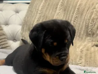 Rottweiler dogs 🥹 not available 😍 - Advert 16
