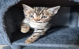 Bengal cats for sale: Stunning 5th generation bengal kitten - Image 11