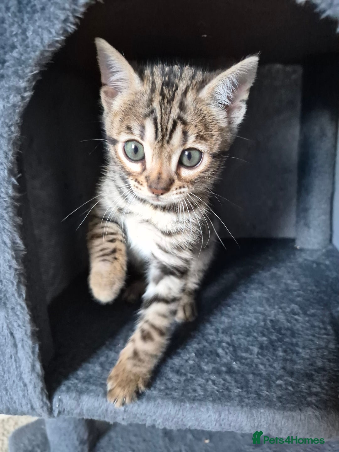 Bengal cats for sale: Stunning 5th generation bengal kitten - Image 11