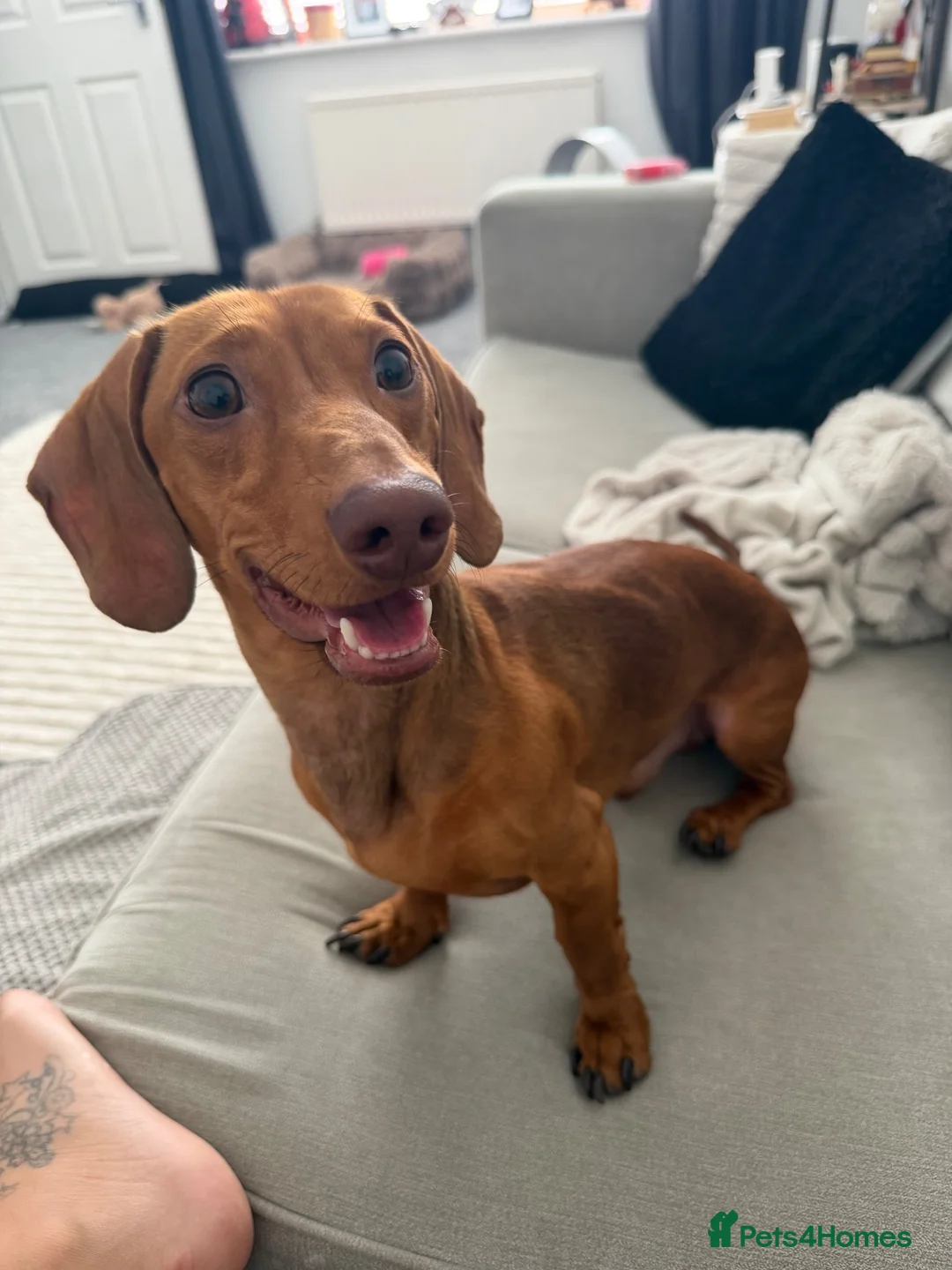 Miniature Dachshund dogs for sale: 18 month old miniature dachshund boy  - Advert 6