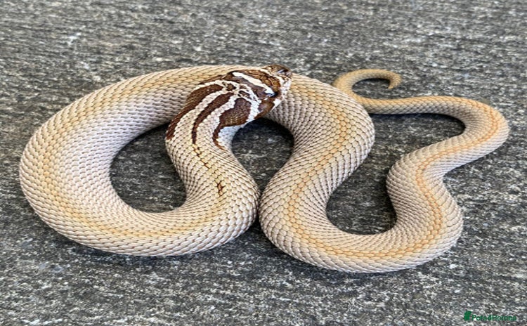 Snake reptiles - Advert 4