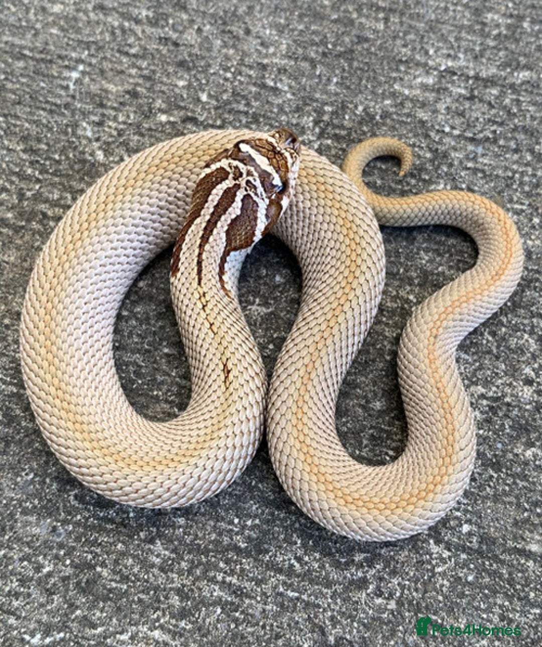 Snake reptiles for sale: Super conda hognose - Image 1