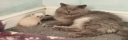 British Shorthair cats for sale: Beautiful Shorthair Kittens  - Advert 5