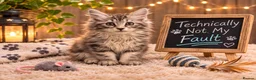 Kurilian Bobtail cats for sale: Beautiful silver tabby Kurilian bobtail kittens  in Stoke-on-Trent - Advert 10