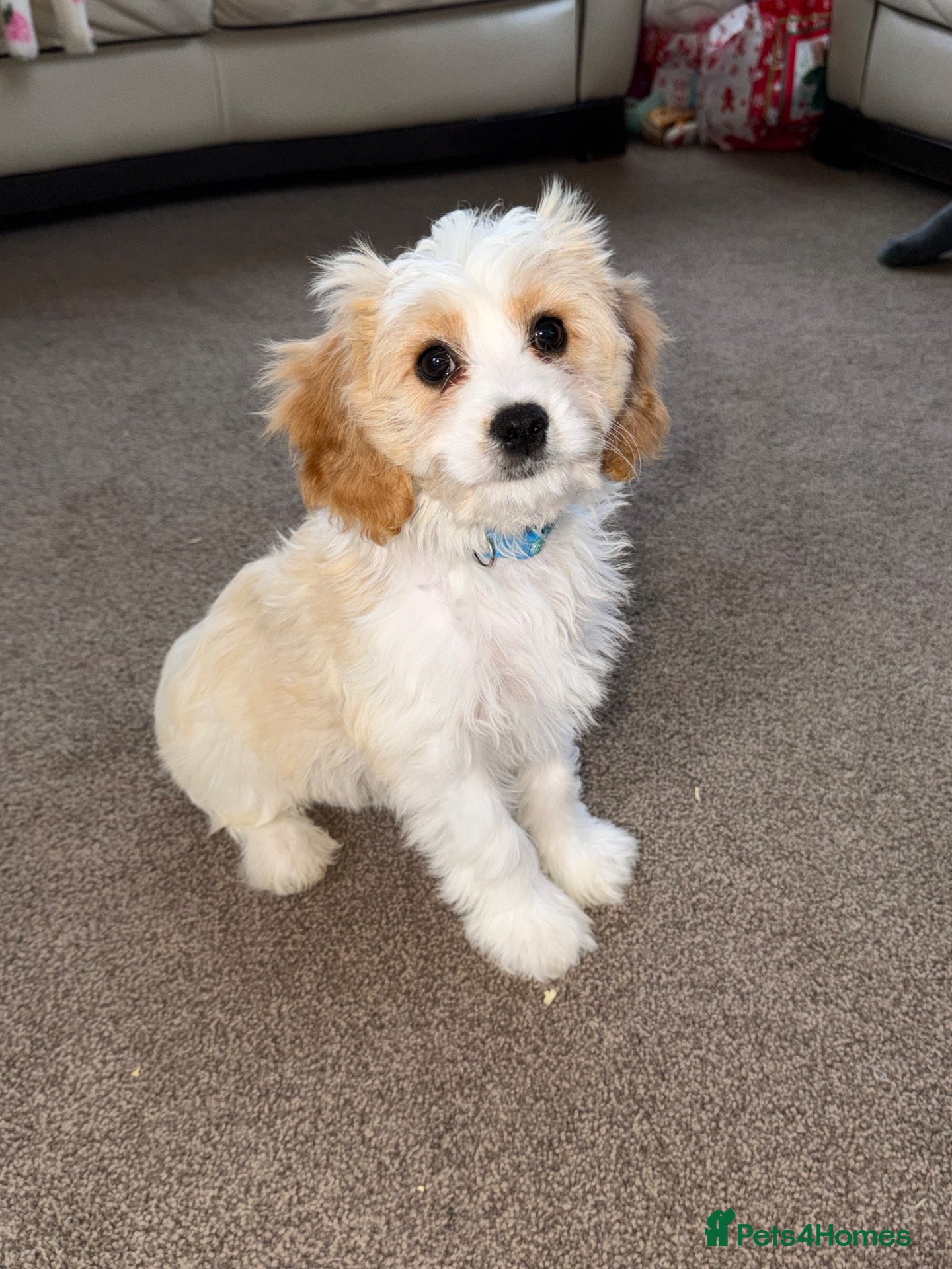 Cavachon dogs ONE F1 CAVACHON BOY AVAILABLE!! - Advert 2