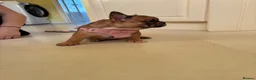 French Bulldog dogs for sale: 🐾 ❤️ Beautiful Red Merle Female French Bulldog  - Advert 2