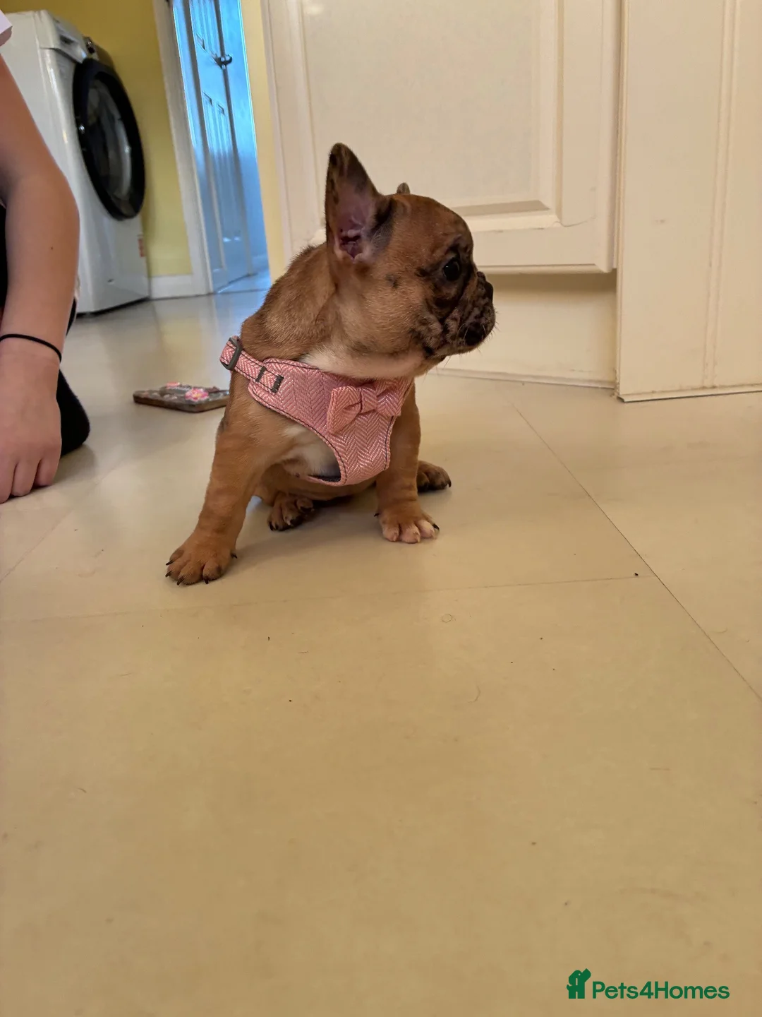 French Bulldog dogs for sale: 🐾 ❤️ Beautiful Red Merle Female French Bulldog  - Advert 2
