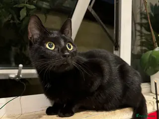 Mixed Breed cats Last girl available for free - Advert 2