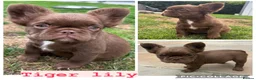 French Bulldog dogs for stud: Rfg tested aa lilac quad fluffy carrying testable - Advert 16