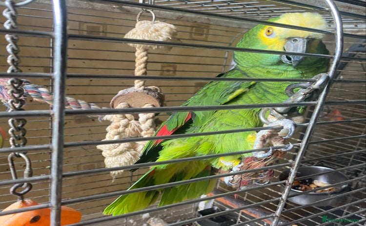 Parrots birds - Advert 1