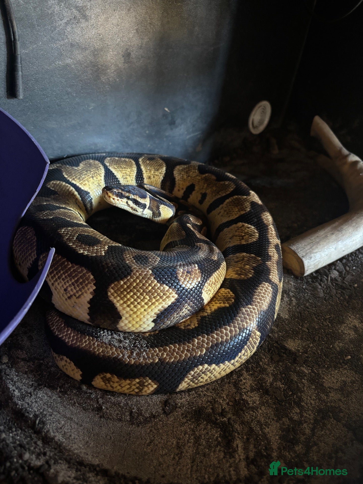 Python Snake reptiles Proven Breeding Pair Pastel Royal Pythons - Advert 1