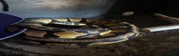 Python Snake reptiles for sale: Proven Breeding Pair Pastel Royal Pythons - Advert 1