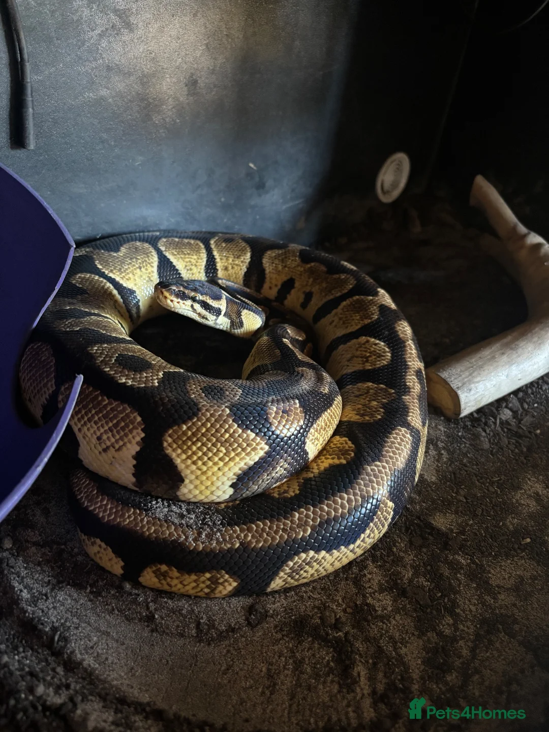 Python Snake reptiles for sale: Proven Breeding Pair Pastel Royal Pythons - Advert 1