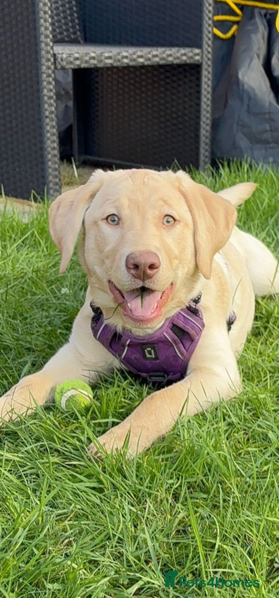 Labrador Retriever dogs 6 Month old Labrador Retriever  - Advert 1