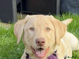 Labrador Retriever dogs 6 Month old Labrador Retriever - Advert 1