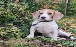 Beagle dogs for adoption: Charlie - the Beagle - Image 13