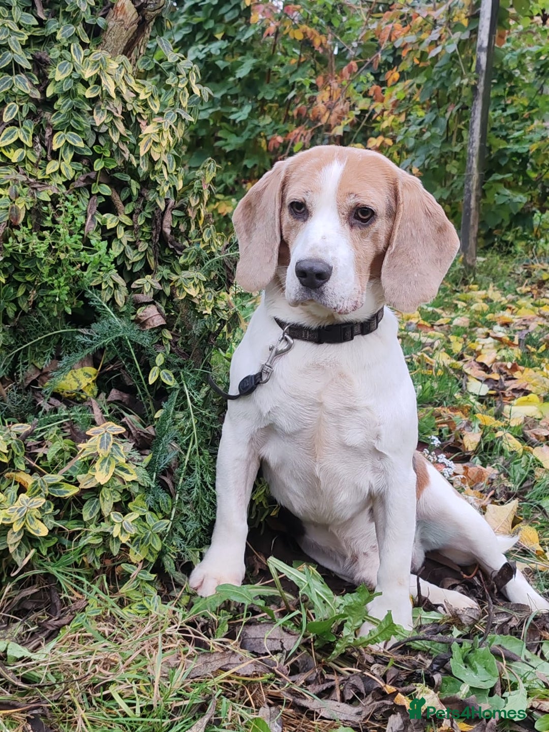 Beagle dogs for adoption: Charlie - the Beagle - Image 13