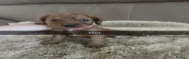 Cocker Spaniel 1