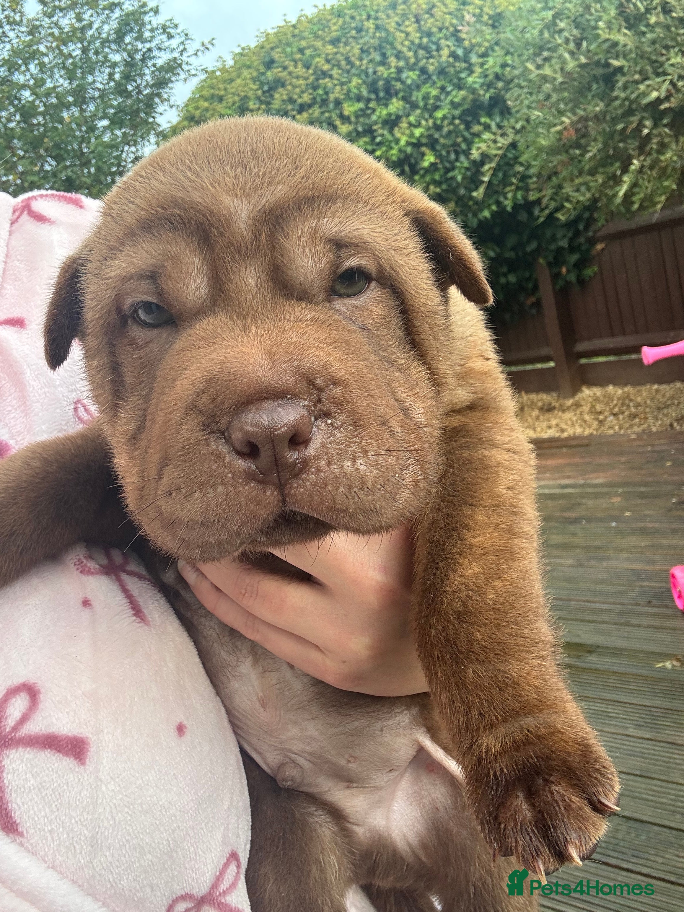 Shar Pei dogs Shar pei pups - Advert 2