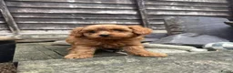 Toy Poodle dogs for sale: Adorable Toy Poodle Puppy Seeking Forever Home in Milton Keynes - Advert 12