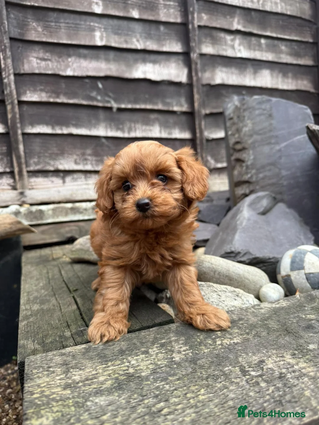 Toy Poodle dogs for sale: Adorable Toy Poodle Puppy Seeking Forever Home in Milton Keynes - Advert 12