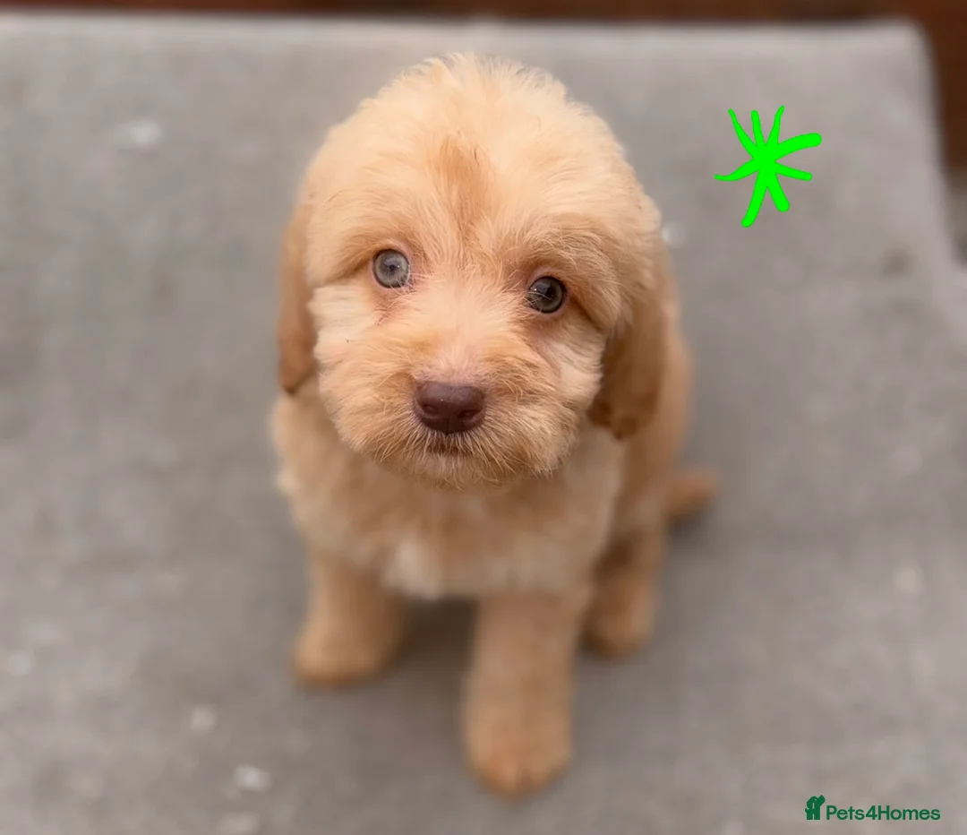 Cockapoo dogs for sale: 6 F1B COCKAPOO PUPPIES in Ashford - Advert 20