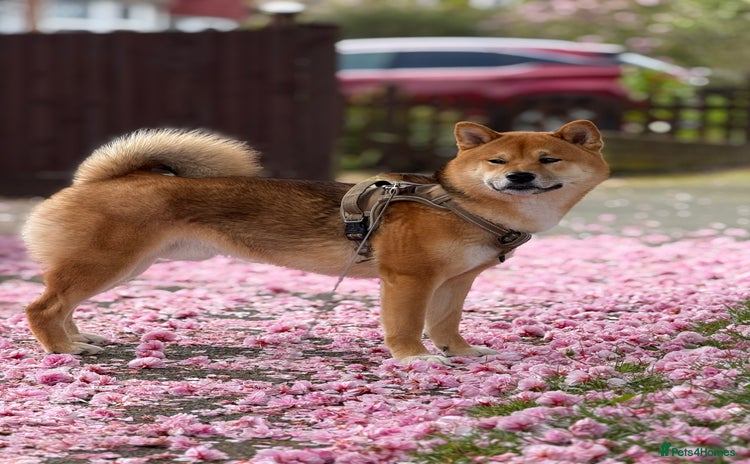 Japanese Shiba Inu dogs - Advert 1