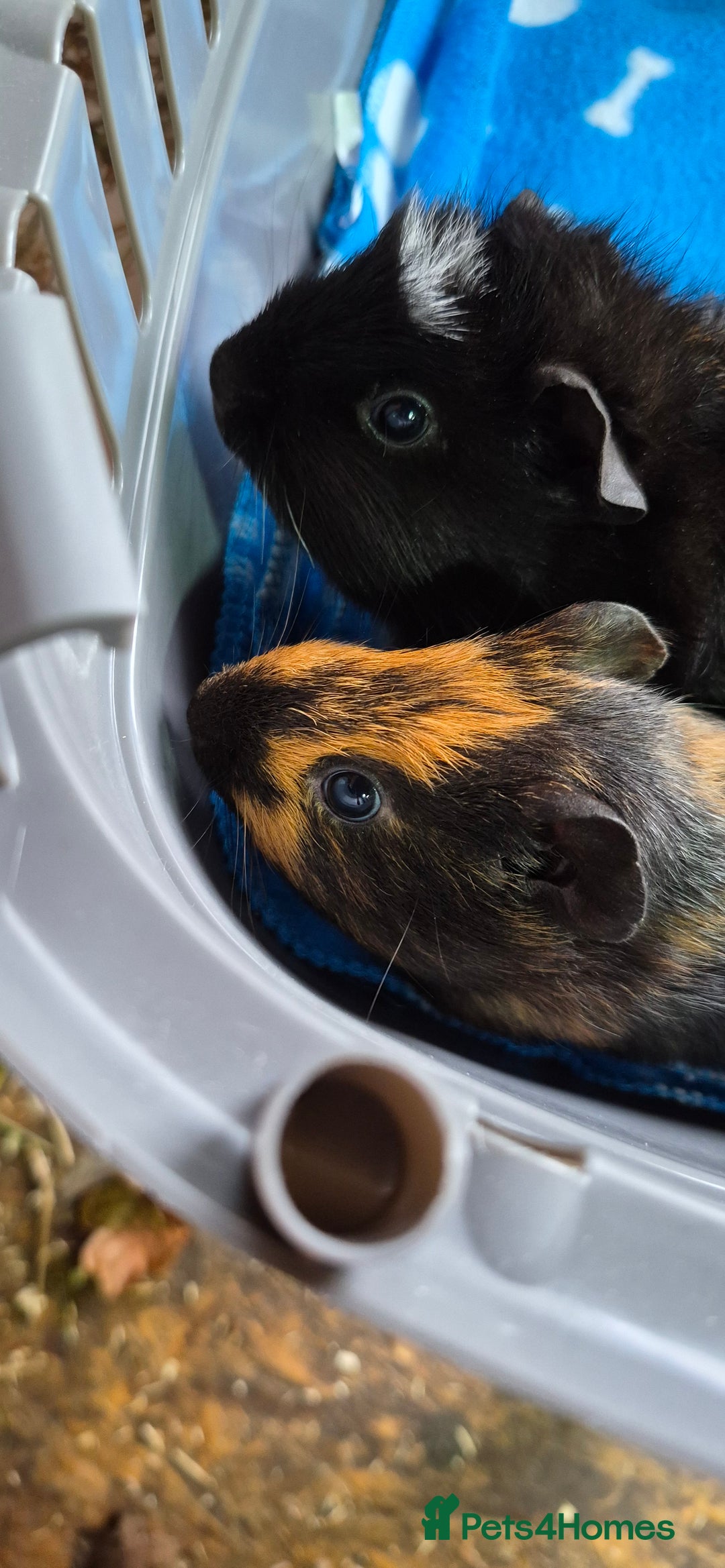 Guinea Pig rodents for sale: 2x Male guinea pigs - Advert 1
