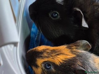 Guinea Pig rodents 2x Male guinea pigs - Advert 1