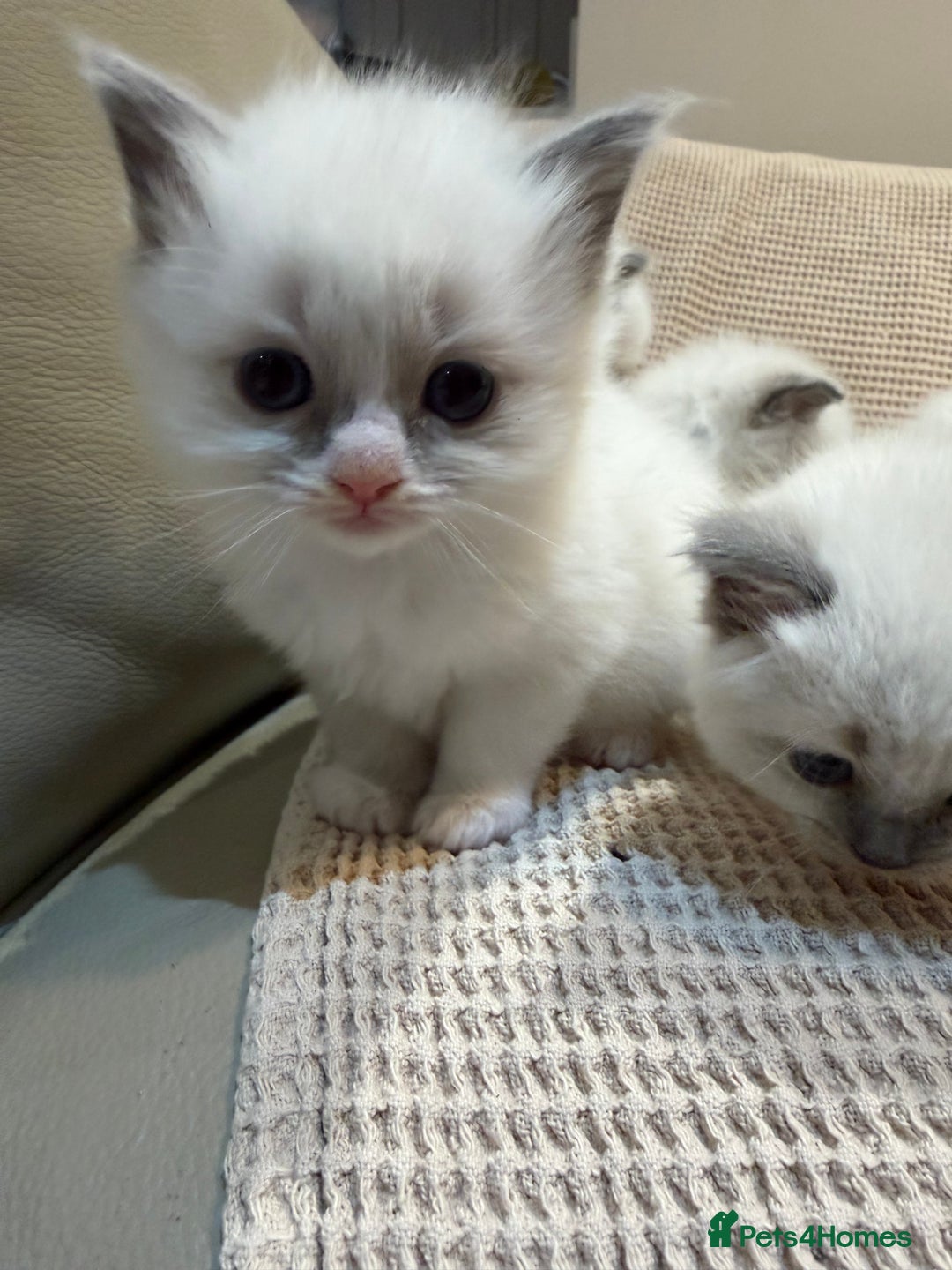 Ragdoll cats for sale: 5 PURE adorable💙💗Ragdolls💗💙ready to leave soon - Advert 22