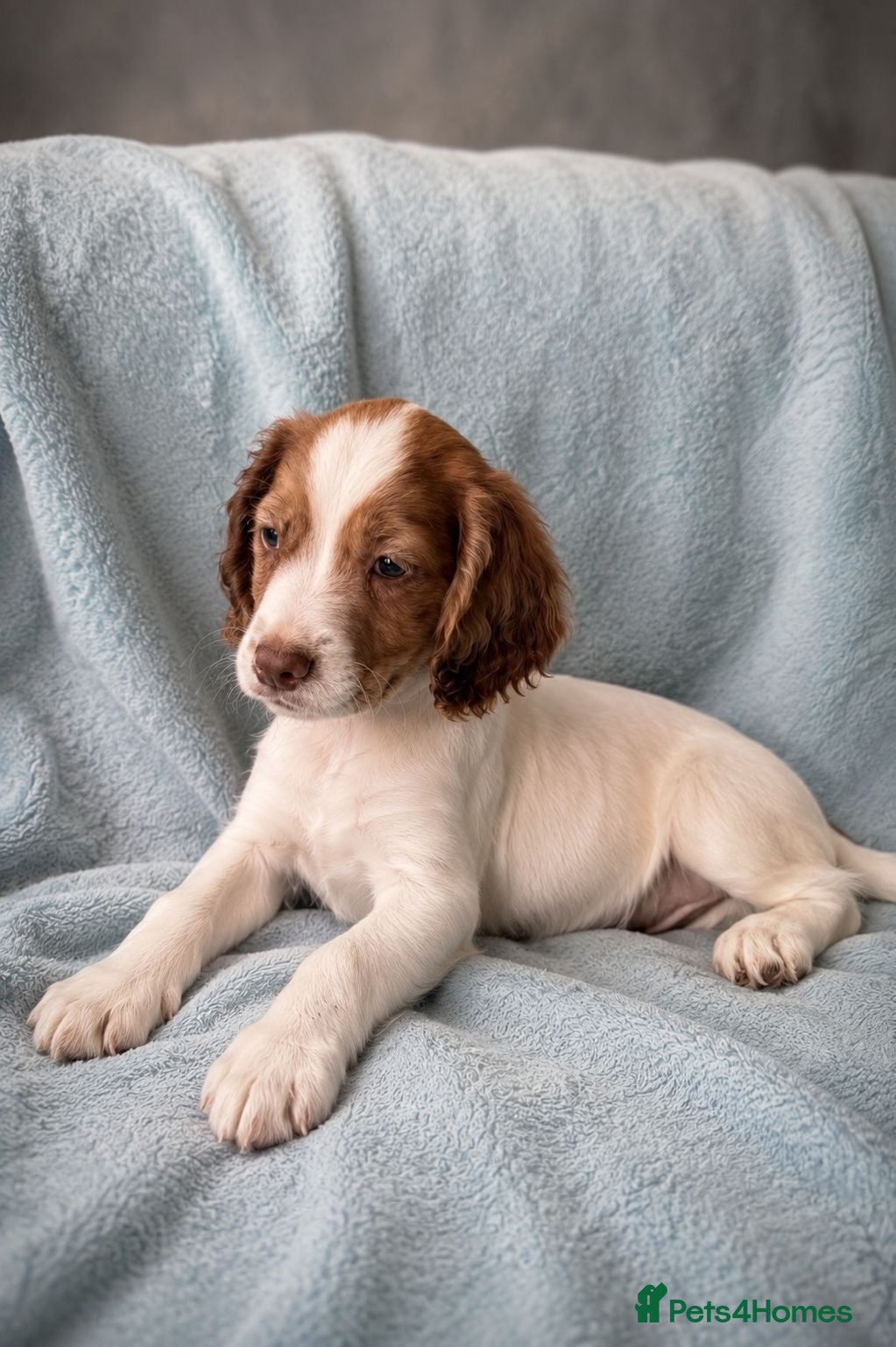 Cocker Spaniel dogs **REDUCED **Beautiful Merle Cocker Spaniel puppies - Advert 1
