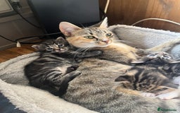 British Shorthair cats for sale: Kittens for sale  - Image 9
