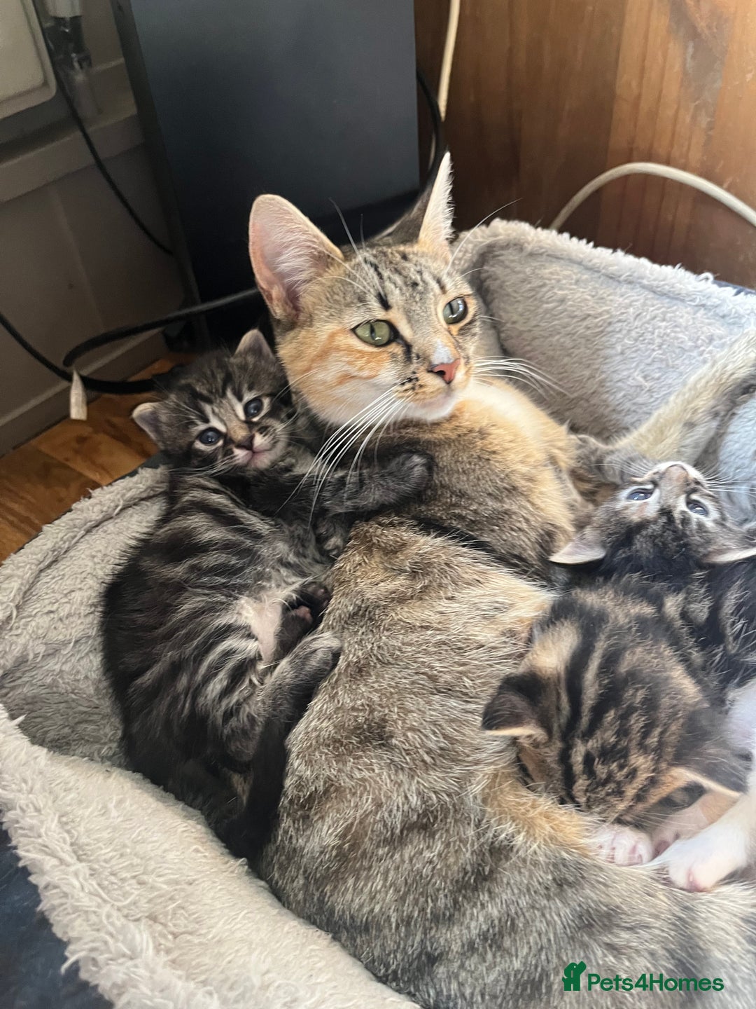 British Shorthair cats for sale: Kittens for sale  - Image 9