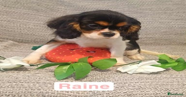 Cavalier King Charles Spaniel dogs - Advert 9