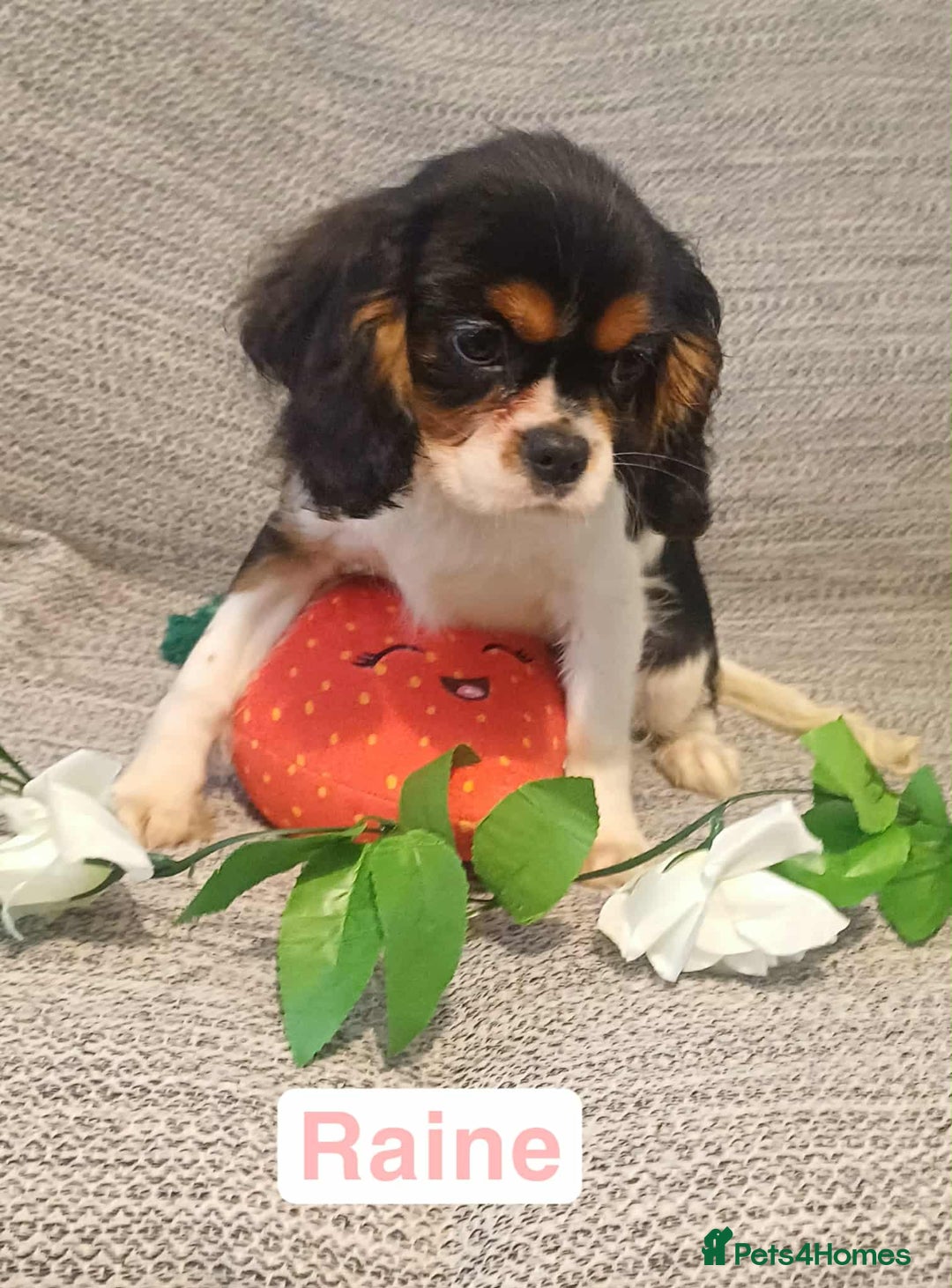 Cavalier King Charles Spaniel dogs for sale: Beautiful quality kc registered cavalier puppies  - Image 2