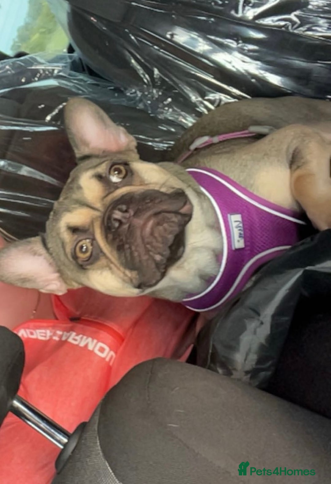 French Bulldog dogs for sale: 1 Year Old Female Frenchie - Image 1