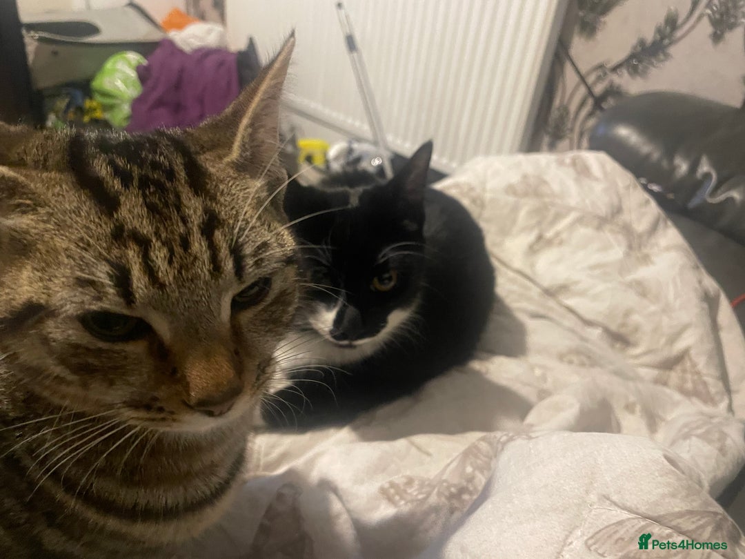 Mixed Breed cats for sale: Smokey and Milo  - Advert 3