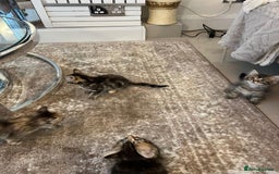 Mixed Breed cats for sale: Kittens available (3 girls & 1 boy) - Image 19