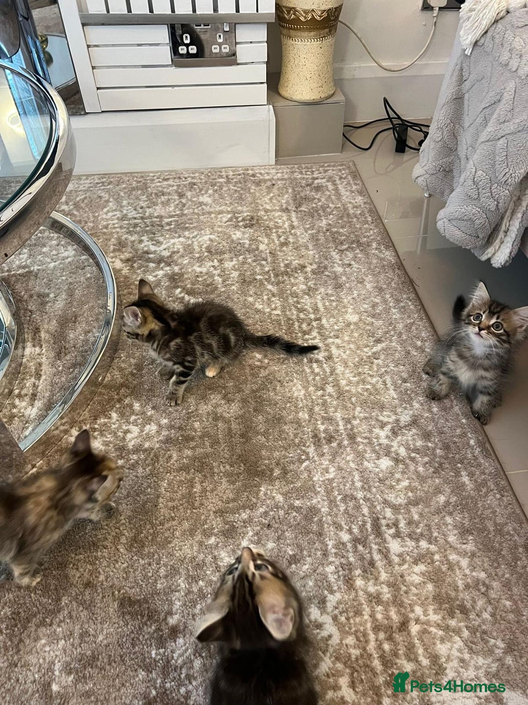 Mixed Breed cats for sale: Kittens available (3 girls & 1 boy) - Image 19