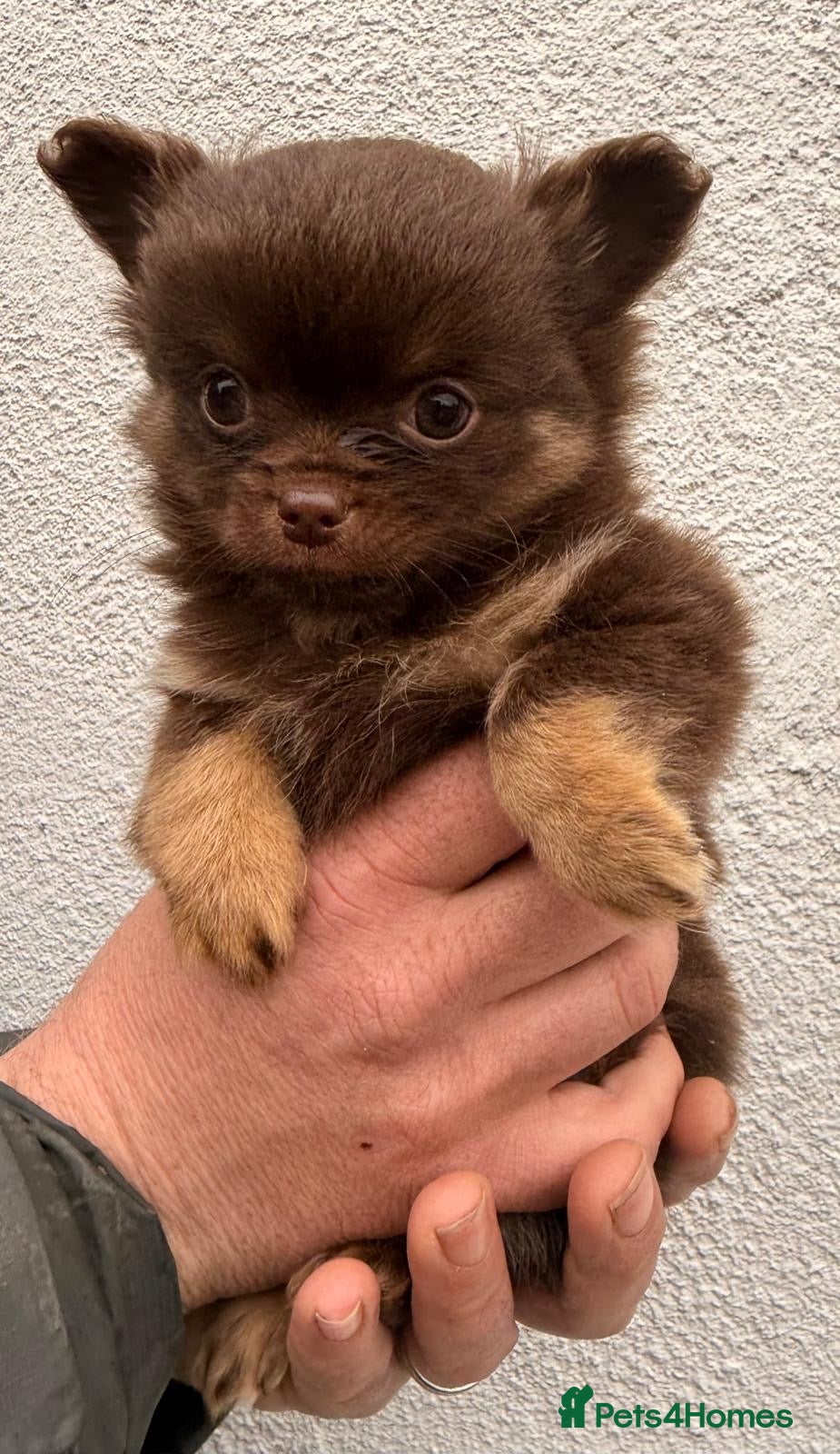 Pomchi dogs 2 Fabulous Tiny Pomchi Pups - Advert 4