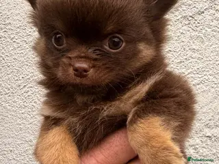 Pomchi dogs 2 Fabulous Tiny Pomchi Pups - Advert 4
