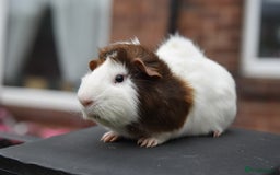 Guinea Pig rodents for sale: 9 Month Old Male Guinea Pigs Looking For Homes in Wigan - Image 20